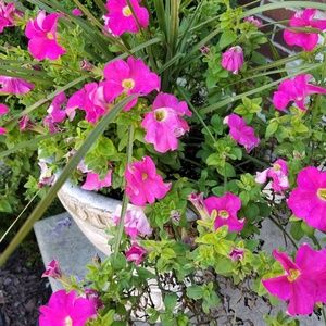 Meet your Posher, Sana